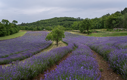 A field of blooming lavender next to the forest.