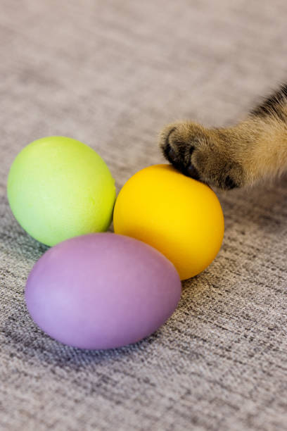 Furry paw of a Scottish kitten touches painted eggs for Easter. close-up