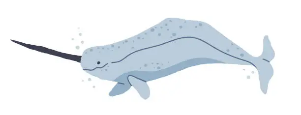 Vector illustration of Sea narwhal. Ocean unicorn-fish, cute underwater fauna, hand drawn mammal animal flat vector illustration. Wild nature aquatic animal