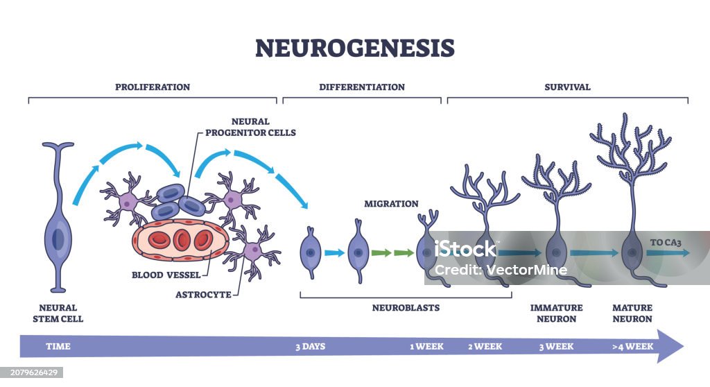 Neurogenesis As Detailed Neuron Development Process Stages Outline Biology Diagrams