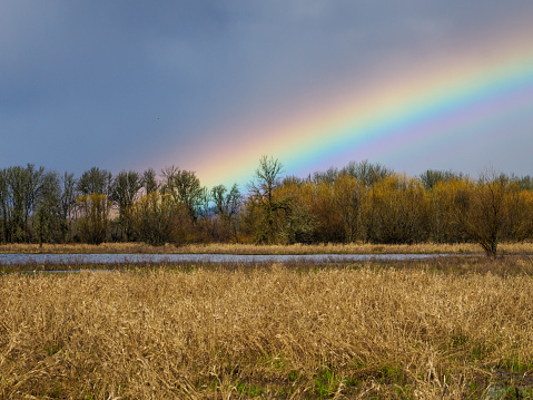 Picture of part of a Rainbow behind a grass field. The Rainbow is over a row of trees in the background.