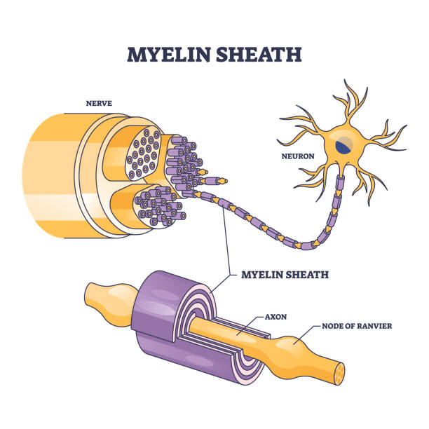 Myelin sheath as insulation layer for brain or spinal nerve outline diagram Myelin sheath as insulation layer for brain or spinal nerve outline diagram. Labeled educational anatomical scheme with physiological neuron, axon and node of ranvier location vector illustration. medulla stock illustrations