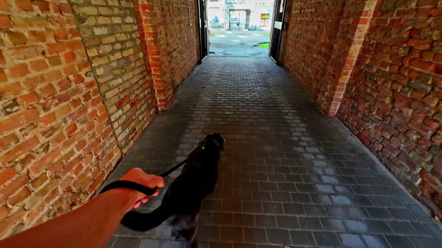 POV slow motion shot of a black Labrador walking out of the gate of a house in slow motion on a sunny day.