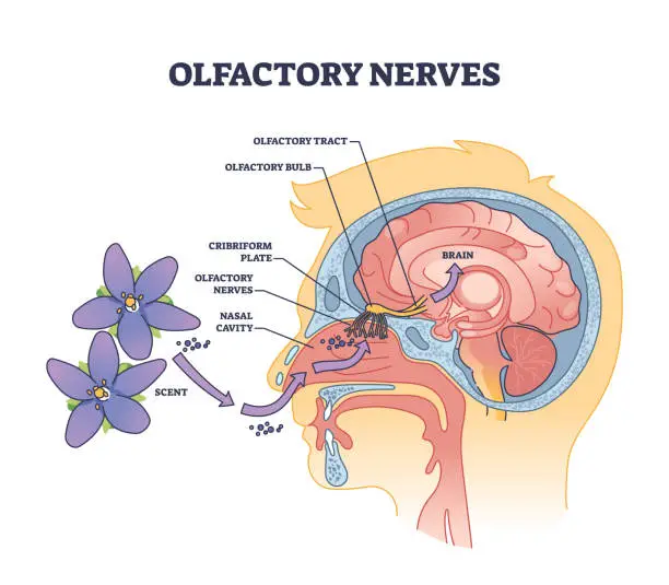 Vector illustration of Olfactory nerves with sensory nose organs and sinus anatomy outline diagram