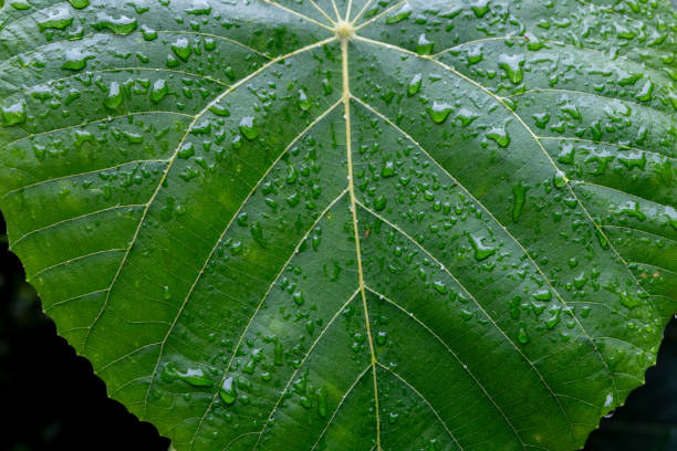 Tropical foliage in a public park in Taipei