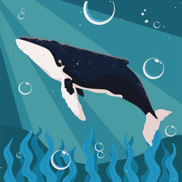 istock 2022 06 29 DJV VAL 058 Whales DJV MARVIN 825 2079769259