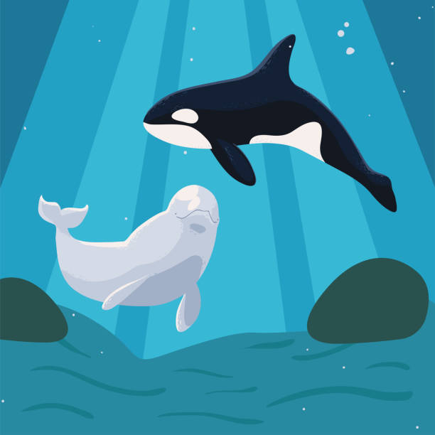 istock 2022 06 29 DJV VAL 058 Whales DJV MARVIN 825 2079769275
