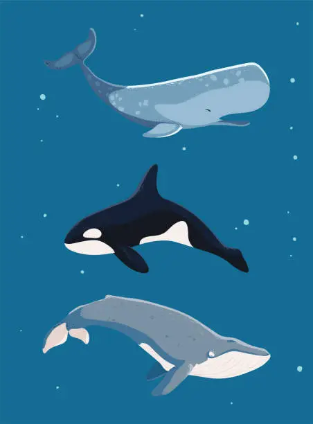 Vector illustration of 2022 06 29 DJV VAL 058 Whales DJV MARVIN 825