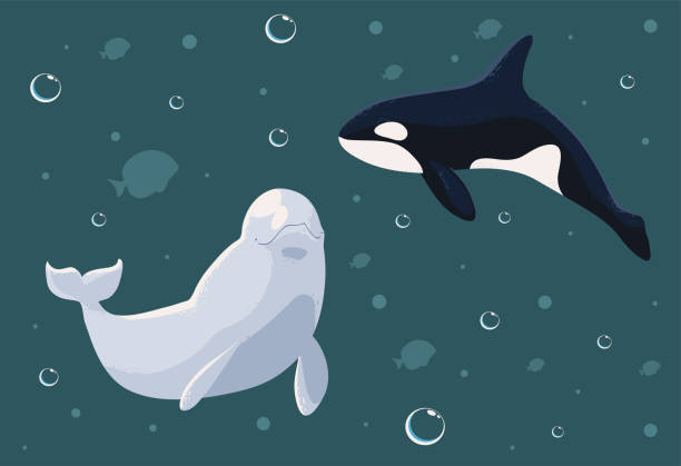 istock 2022 06 29 DJV VAL 058 Whales DJV MARVIN 825 2079769306