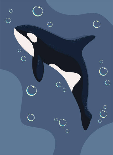 istock 2022 06 29 DJV VAL 058 Whales DJV MARVIN 825 2079769311