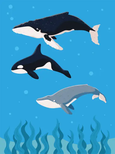 Vector illustration of 2022 06 29 DJV VAL 058 Whales DJV MARVIN 825