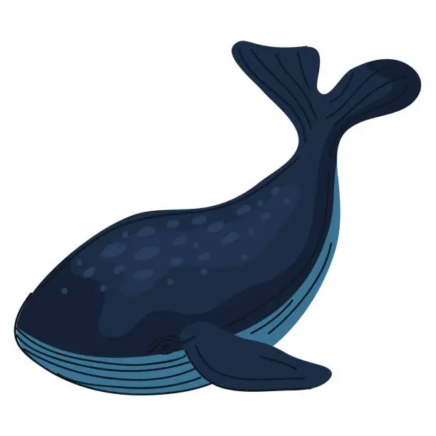 Vector illustration of wild whale mammal fish