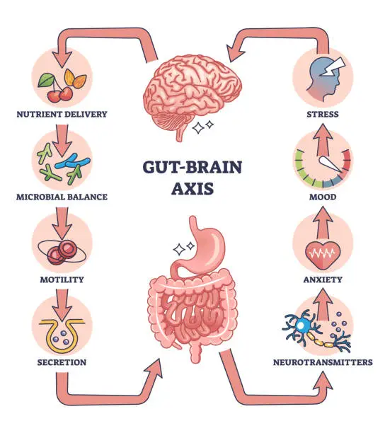 Vector illustration of Gut brain axis as intestinal and nervous system interaction outline diagram