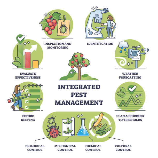Integrated pest management as sustainable crop protection outline diagram Integrated pest management as sustainable crop protection outline diagram. Labeled scheme with nature friendly mechanical, biological, chemical or cultural plant control approach vector illustration. spy games stock illustrations