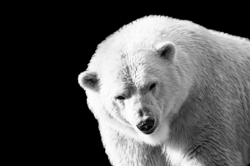 Wild big strong polar bear beautiful closeup face