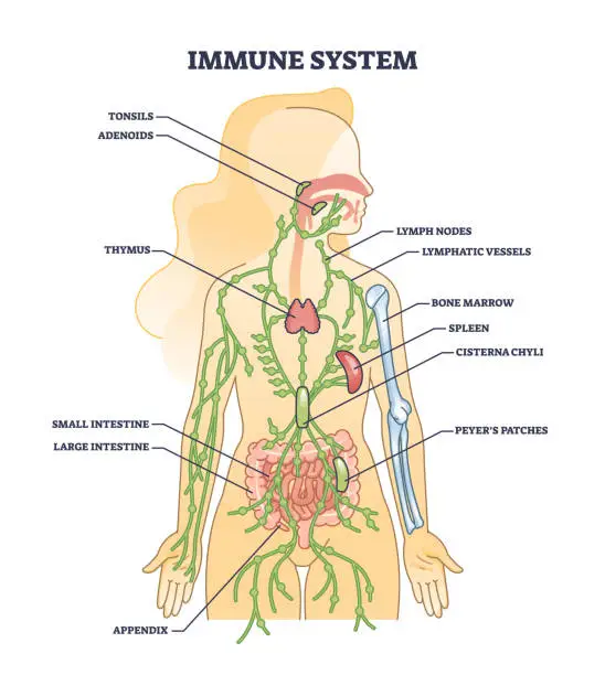 Vector illustration of Immune system medical organs for human body protection outline diagram