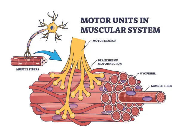 Vector illustration of Motor units in muscular system with fibers neuron anatomy outline diagram