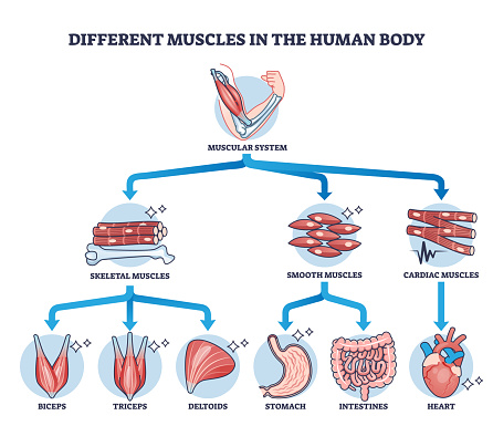 Different muscles in human body and muscular classification outline diagram. Labeled educational physiological parts scheme with anatomic skeletal, smooth and cardiac division vector illustration.