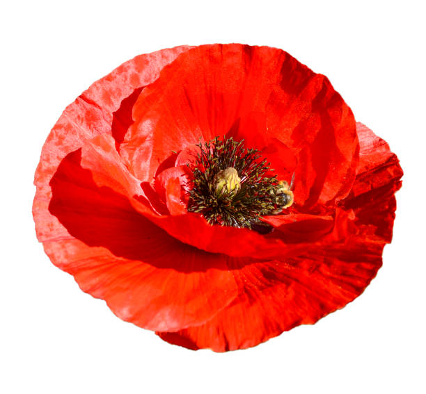 istock Red poppy isolated on white background 2079858297