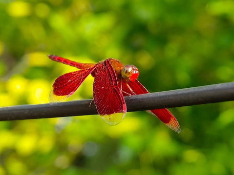 Selective focus of a red coloured dragonfly perching on a metal wire