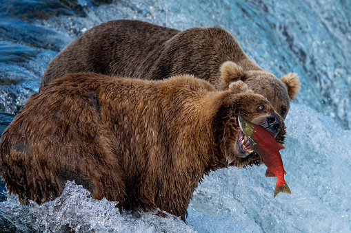 Brown Bear 402  fishing on the lip of the fall in Katmai National Park in Alaska