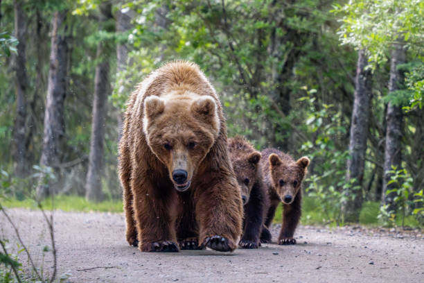 istock Bear Encounter - Alaska brown bears 2079877427