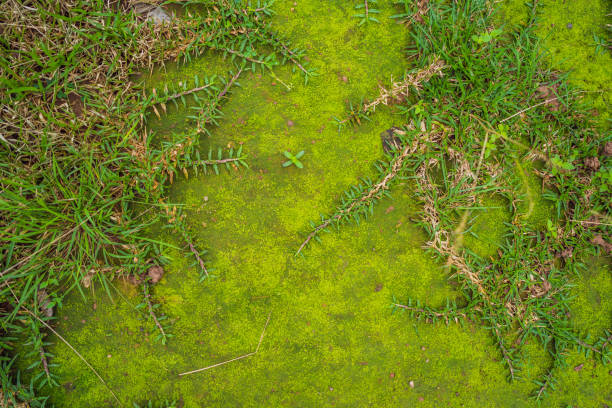 istock Moss in forest, moss on tree, macro moss, green moss background, growing moss, moss and lichen 2079884639