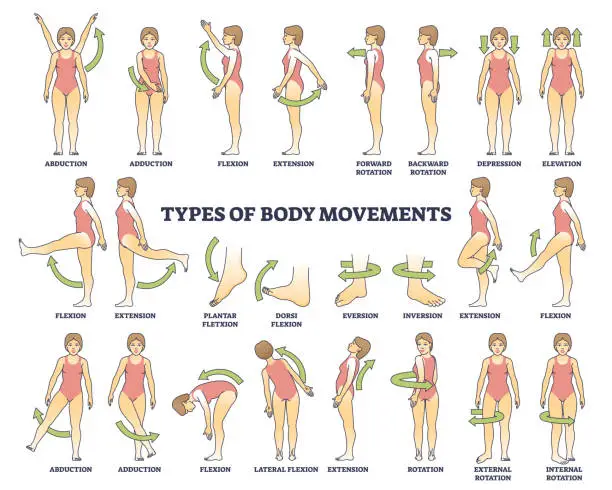 Vector illustration of Body movement types with medical physical motion explanation outline diagram