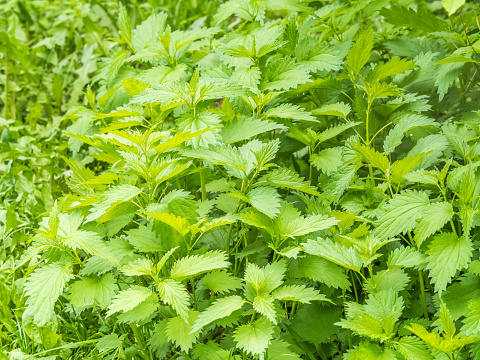 The nettle, Urtica dioica, with green leaves grows in natural thickets. Medicinal wild plant nettle. Nettle grass with fluffy green leaves. Nettle herb grows in the ground.