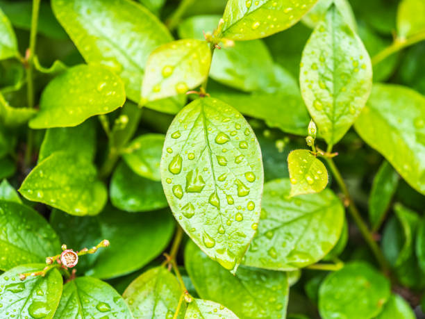 istock Green leaves with water drops after rain 2079904789