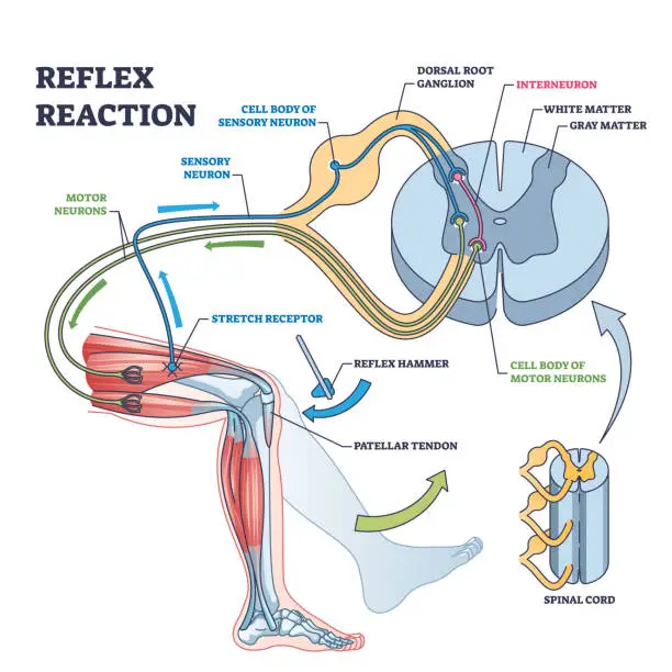 Vector illustration of Reflex reaction with knee stimulus test process explanation outline diagram.