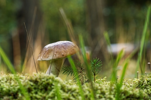 Penny Bun or Boletus edulis, Cep mushroom growing in the woods surrounded by moss and grass, background consists of trees and other vegetation, edible and can be used as medicinal mushrooms as well