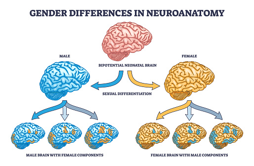Gender differences graphic in neuroanatomy with female and male brain outline diagram. Labeled educational scheme with other sex components as information processing influence vector illustration.