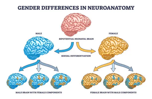 Vector illustration of Gender differences in neuroanatomy with female and male brain outline diagram