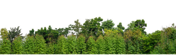 istock Green Trees isolated on white background. are Forest and foliage in summer for both printing and web pages with cut path and alpha channel. 2079927430