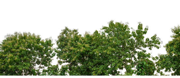 istock Green Trees isolated on white background. are Forest and foliage in summer for both printing and web pages 2079931055