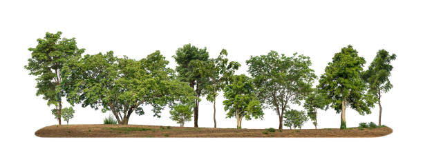 istock Green trees isolated on white  background forest and summer foliage for both print and web with cut path and alpha channel 2079931594