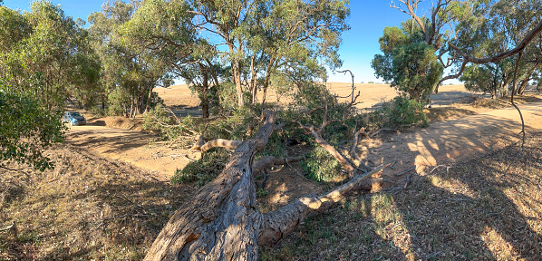 Aerial view of a large gum tree fallen across a rural road in Central Victoria.