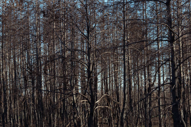 istock Dry lifeless trees after a fire. The dead forest. Black trunks and branches of trees. Environmental disaster. Environmental problem 2079935673