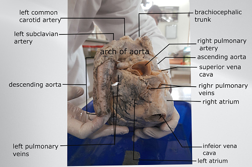 anatomy of the posterior view of heart with attached great vessels