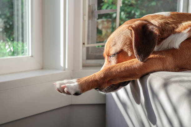 istock Relaxed dog sleeping in funny position on sofa in front of window. 2079972918