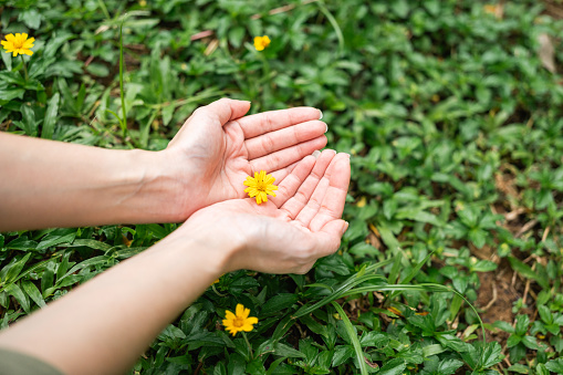 Close up woman hand touching little flower in nature forest background. Happy woman holding little flower and smell. Breathing the fresh air on her vacation weekend holiday trip. Human and natural.