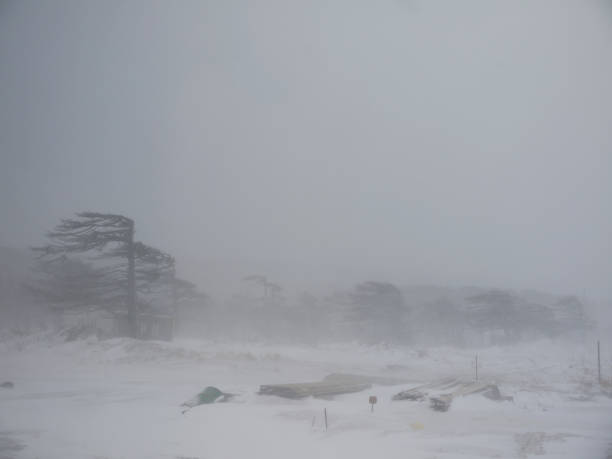 Snow blizzard on Extreme North Snow blizzard on Extreme North Region, heavy snow with strong wind on Iturup, forest with larix kurilensis larch trees on Kuril islands northern territories blizzard stock pictures, royalty-free photos & images