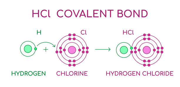 ilustrações, clipart, desenhos animados e ícones de ligação covalente de cloreto de hidrogênio hcl. molécula diatómica, constituída por um átomo de hidrogénio h e um átomo de cloro cl. - hydrogen bond