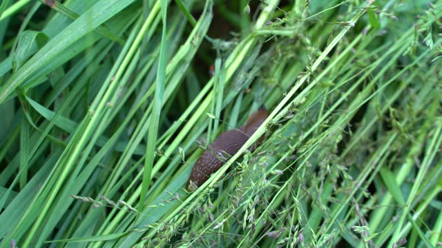 Blurred shot of a crawling brown snail in grass