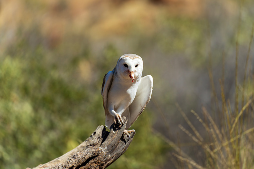Barn owl perched on a log. Alice Springs, Central Australia.