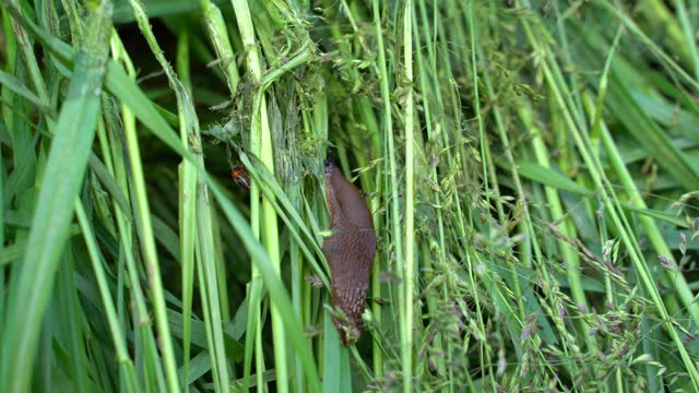 Brown spanish snail crawls and eat grass