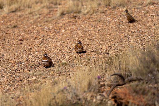 Spinifex pigeons (Geophaps plumifera) on the ground.