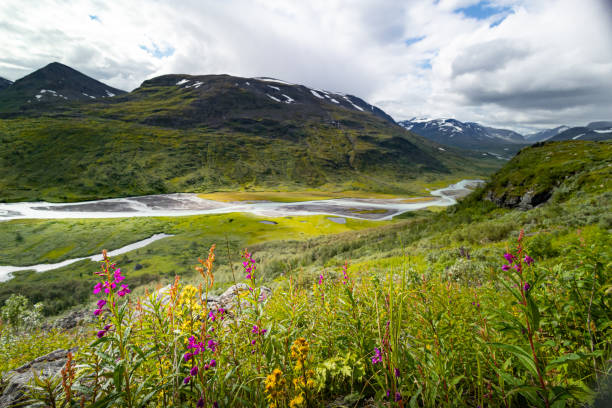istock A beautiful Rapa river landscape from above with native flowers blooming on the hillside. Summer landscape of Sarek National Park, Sweden. 2080038537