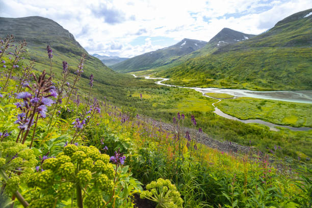 A beautiful Rapa river landscape from above with native flowers blooming on the hillside. Summer landscape of Sarek National Park, Sweden. Mountain river in Northern Europe.